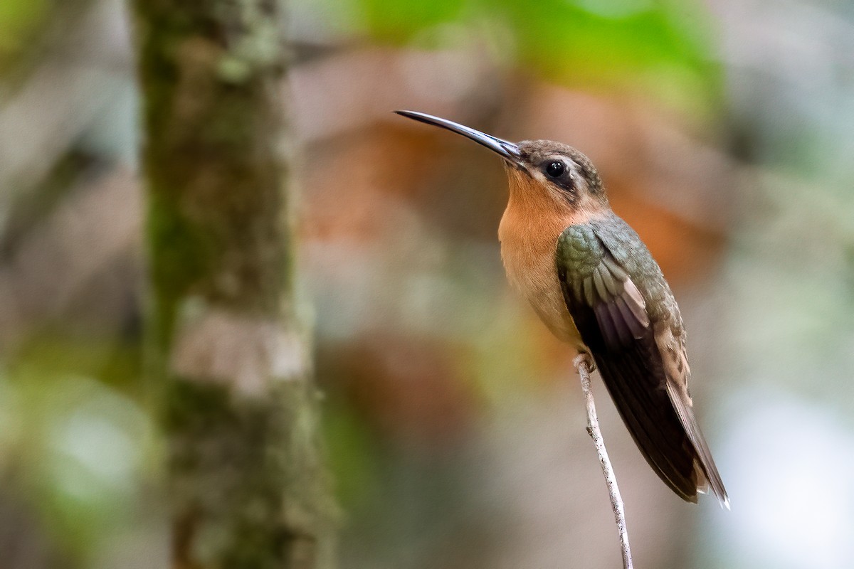 Hook-billed Hermit - ML611084697