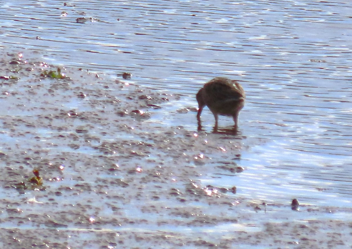 Long-billed Dowitcher - ML611084715