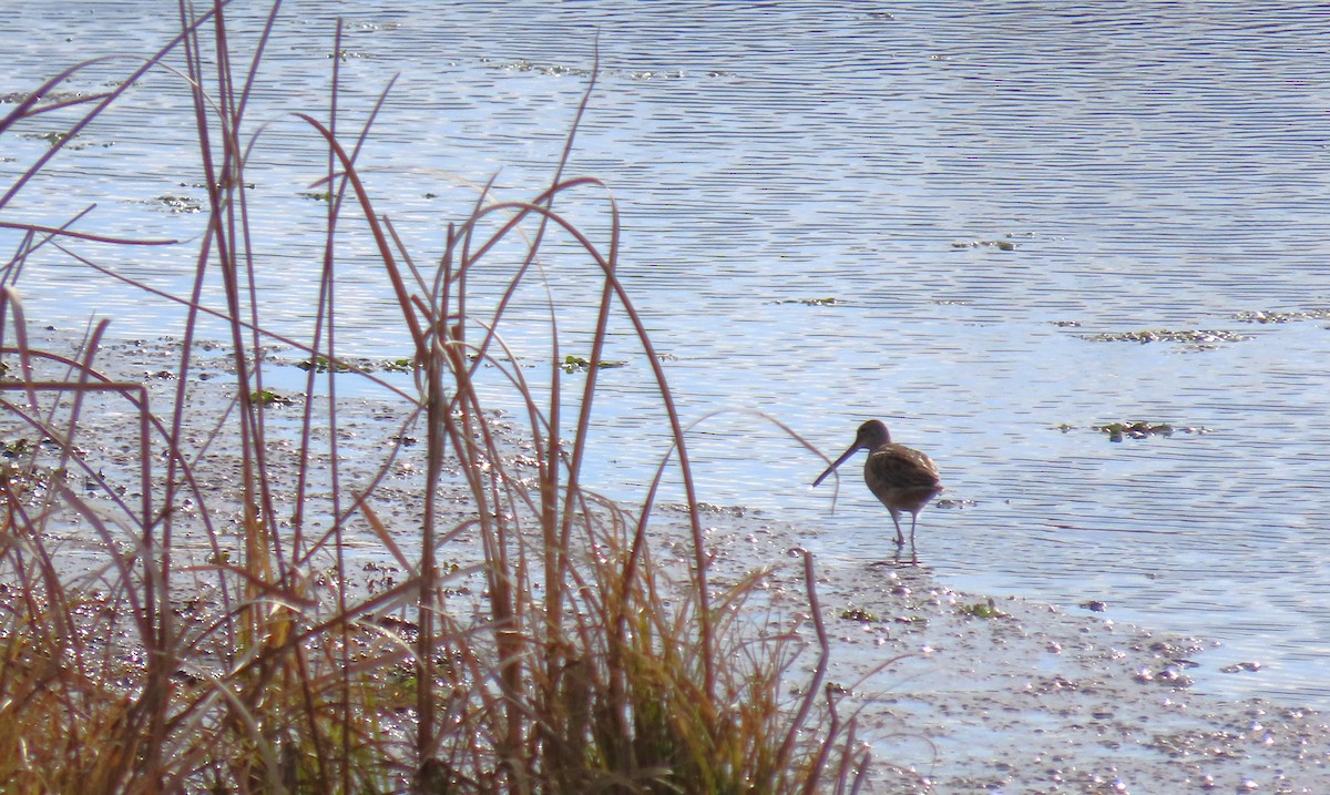 Long-billed Dowitcher - ML611084716