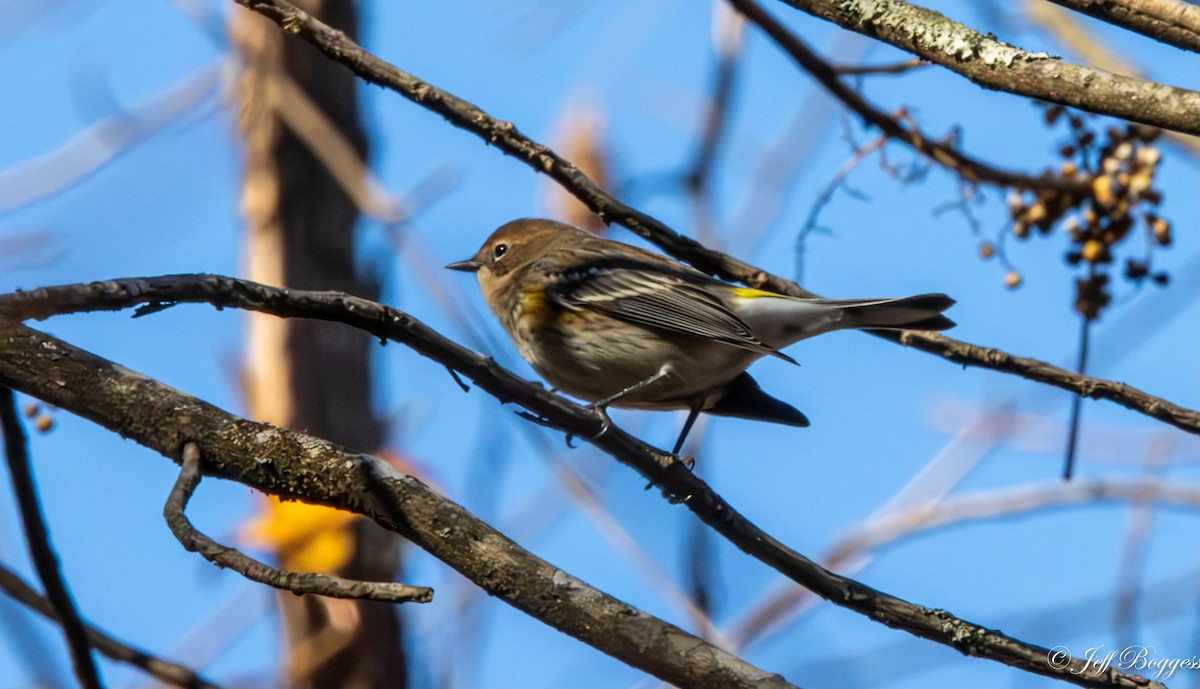 Yellow-rumped Warbler - ML611084765