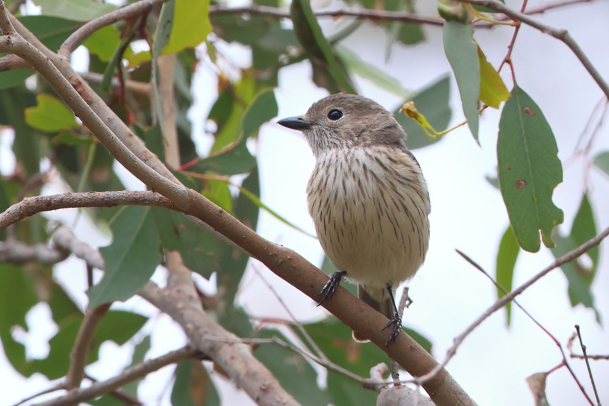 Rufous Whistler - Serge Rivard