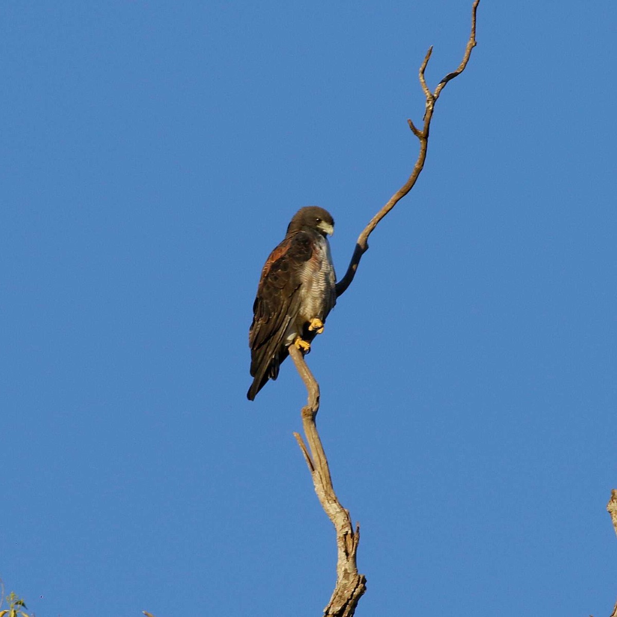 Weißschwanzbussard - ML611084931