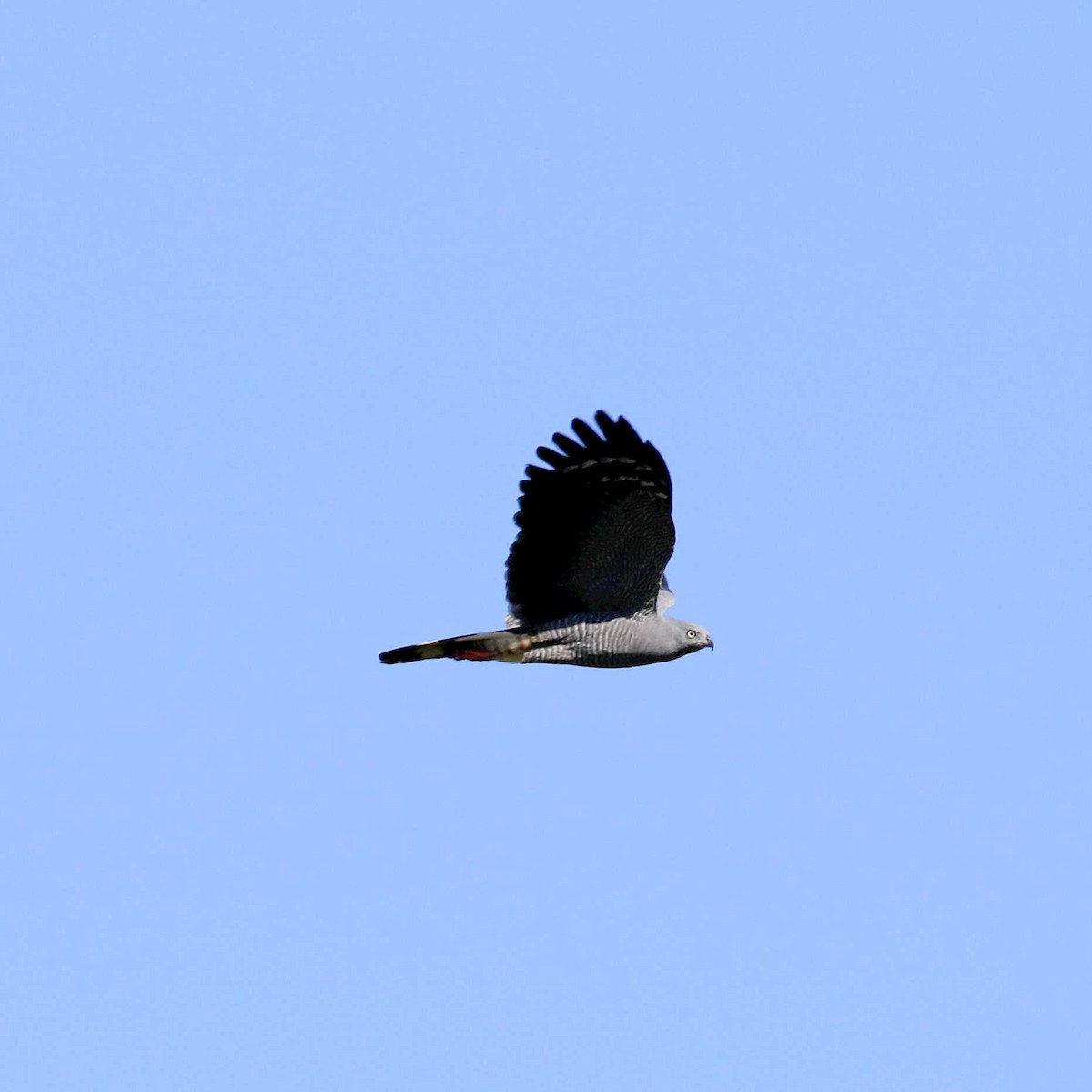 Stelzenbussard - ML611084934