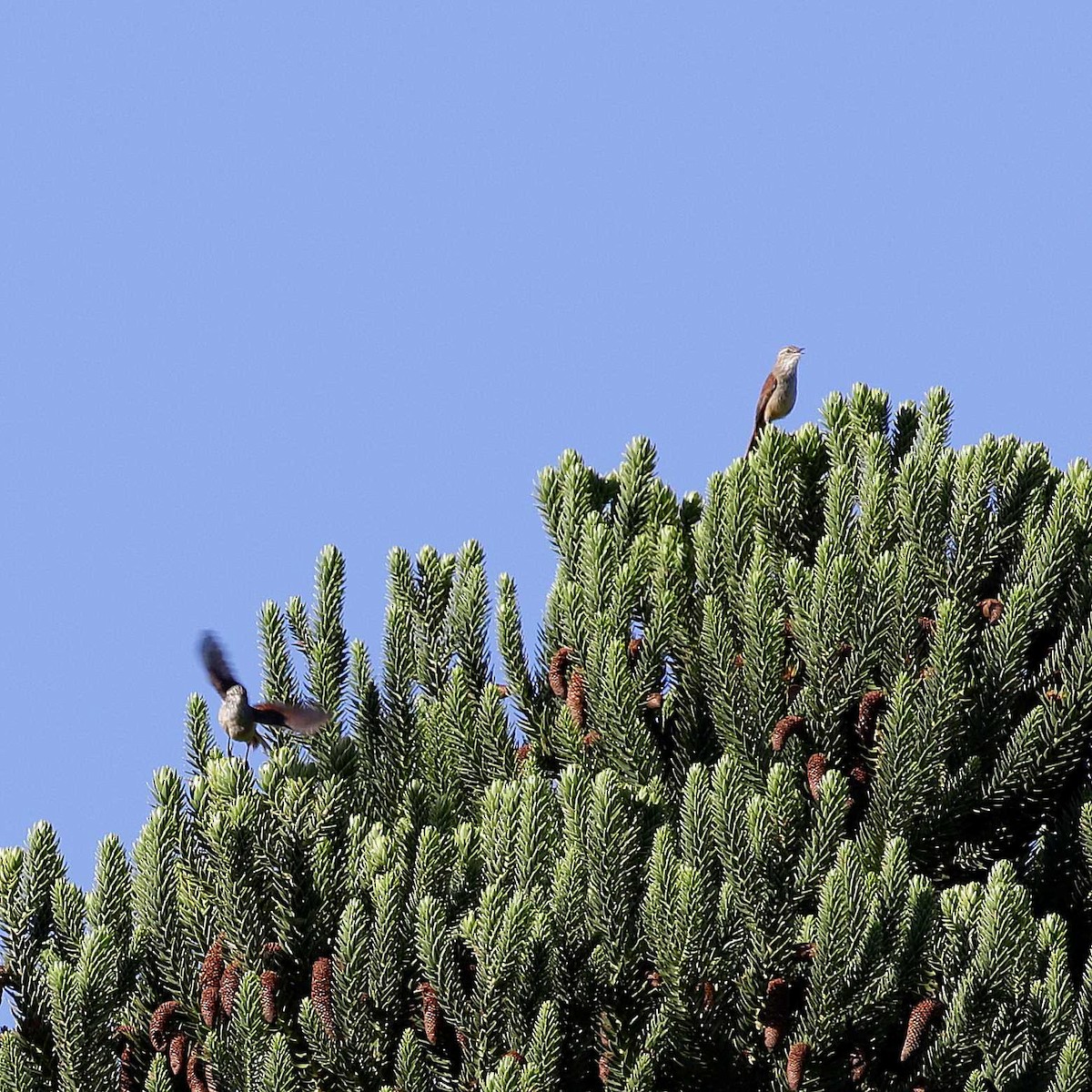 Araukarienmeisenschlüpfer - ML611084936