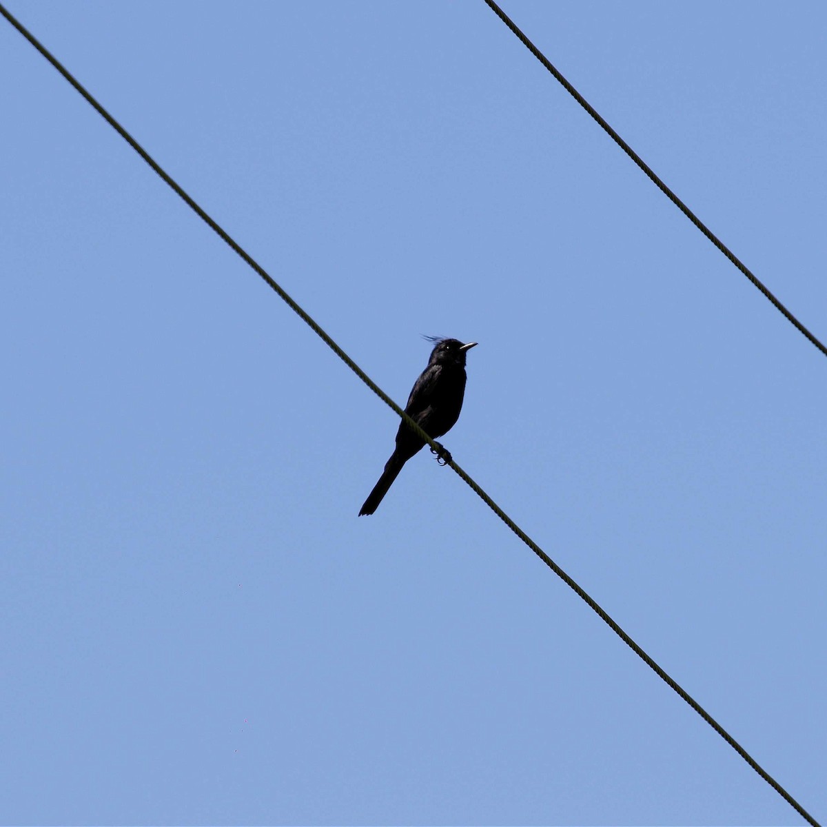 Haubendunkeltyrann - ML611084944