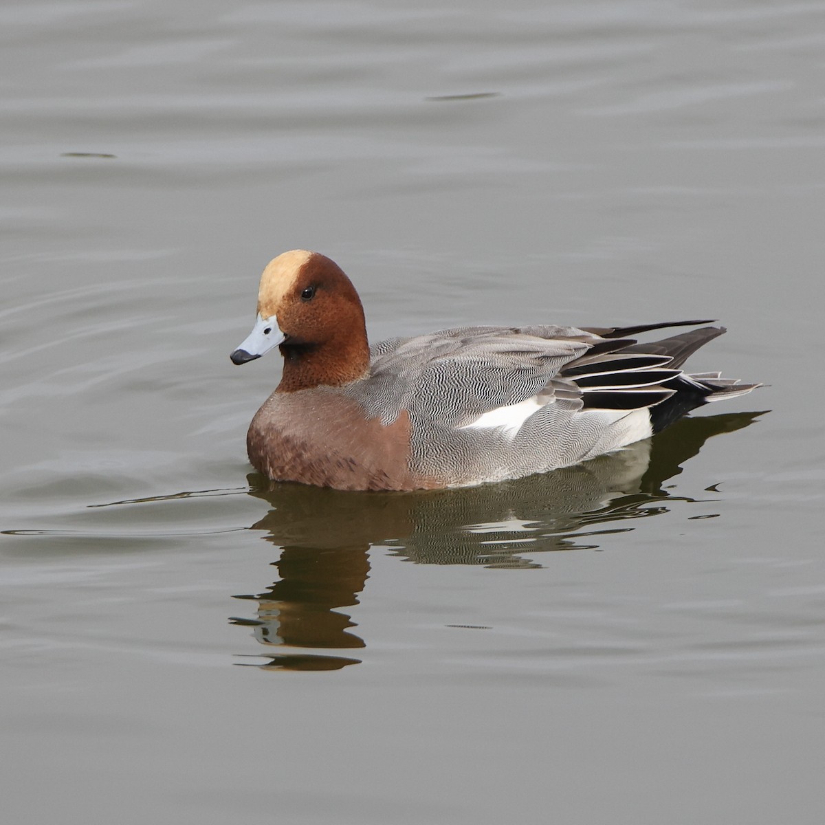 Eurasian Wigeon - ML611084963