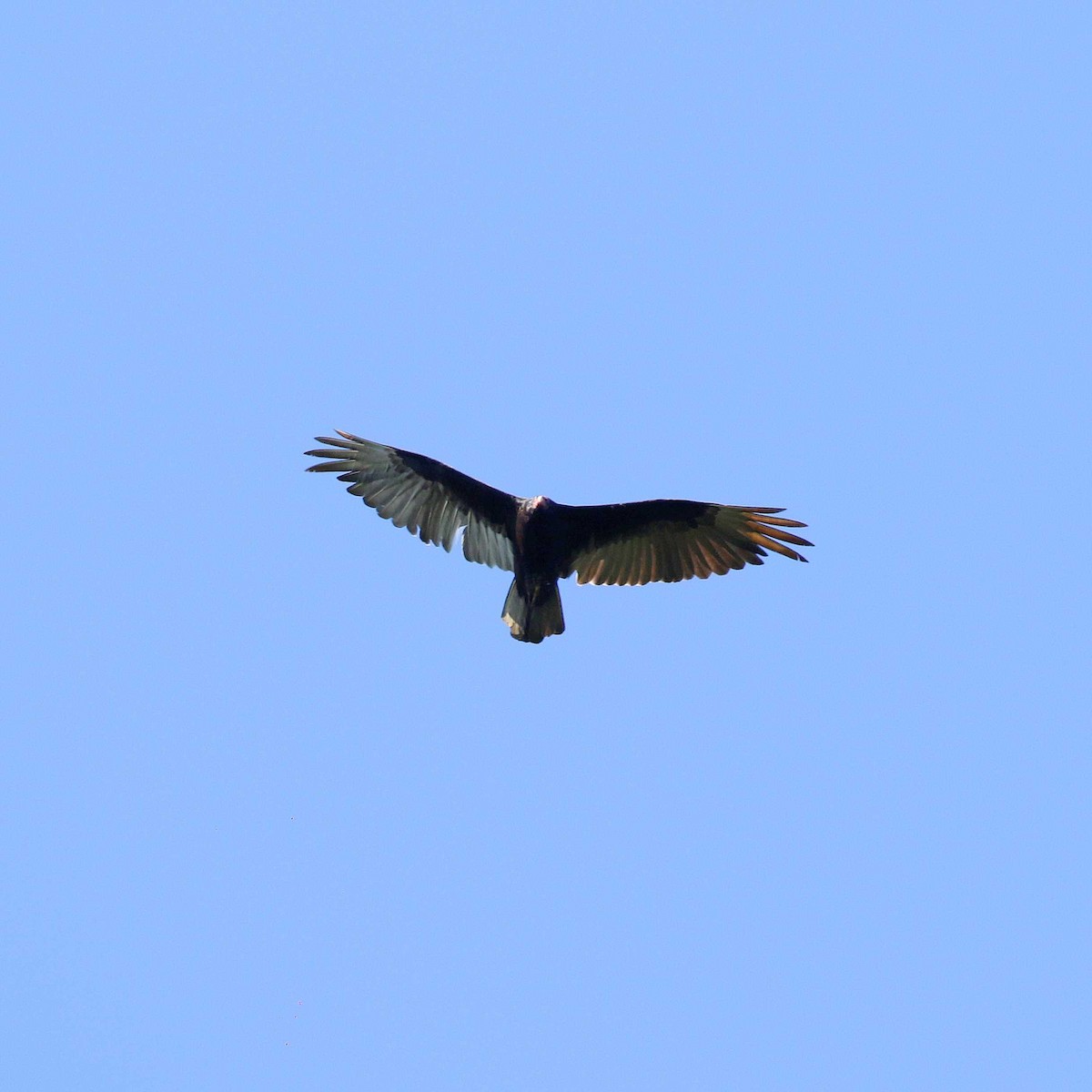 Truthahngeier - ML611084964