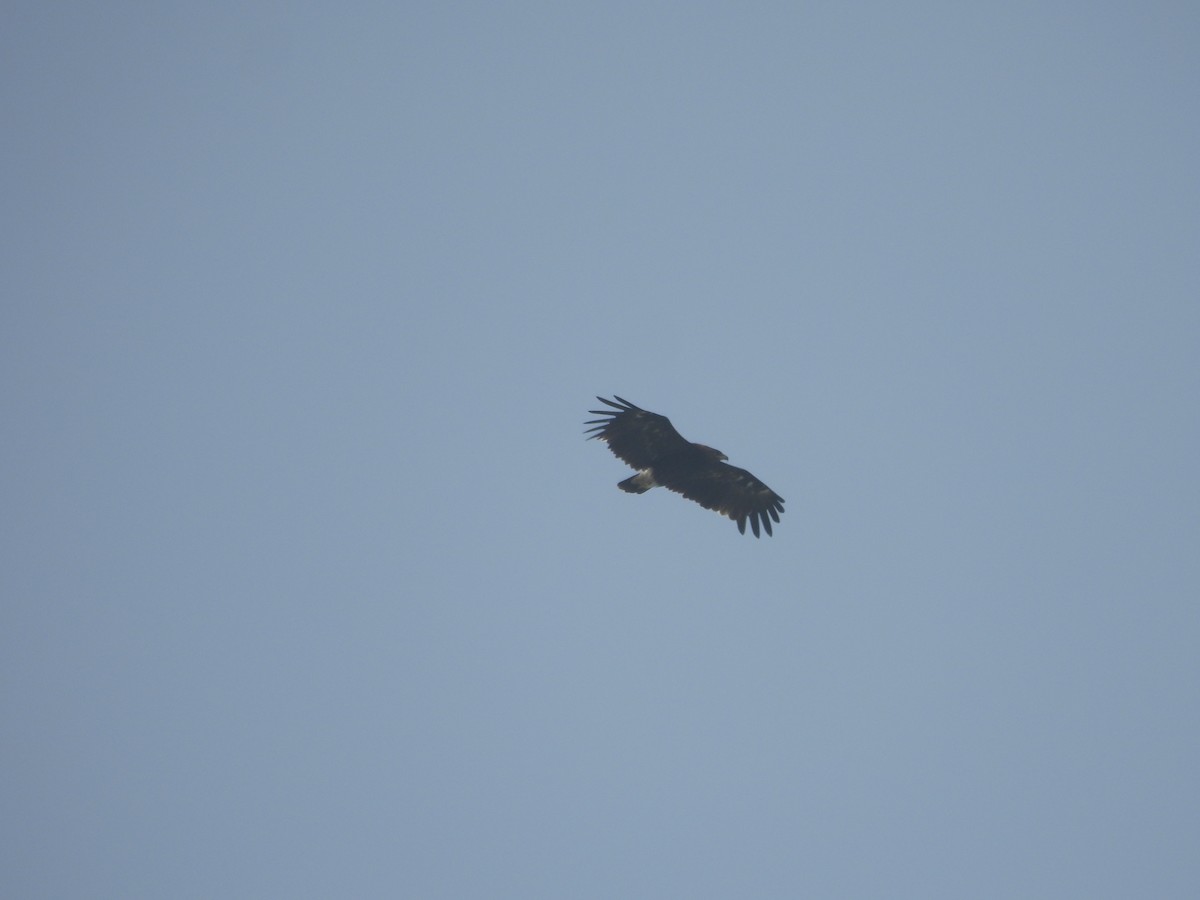 Greater Spotted Eagle - ML611085120