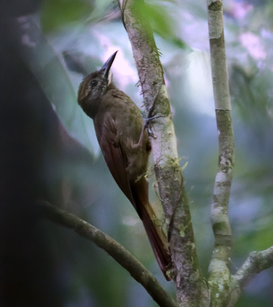 White-chinned Woodcreeper - Dave Curtis