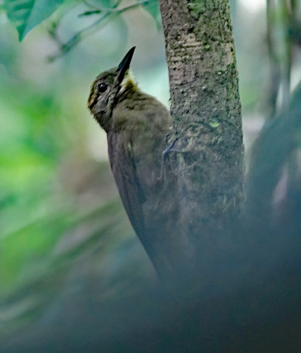 White-chinned Woodcreeper - Dave Curtis