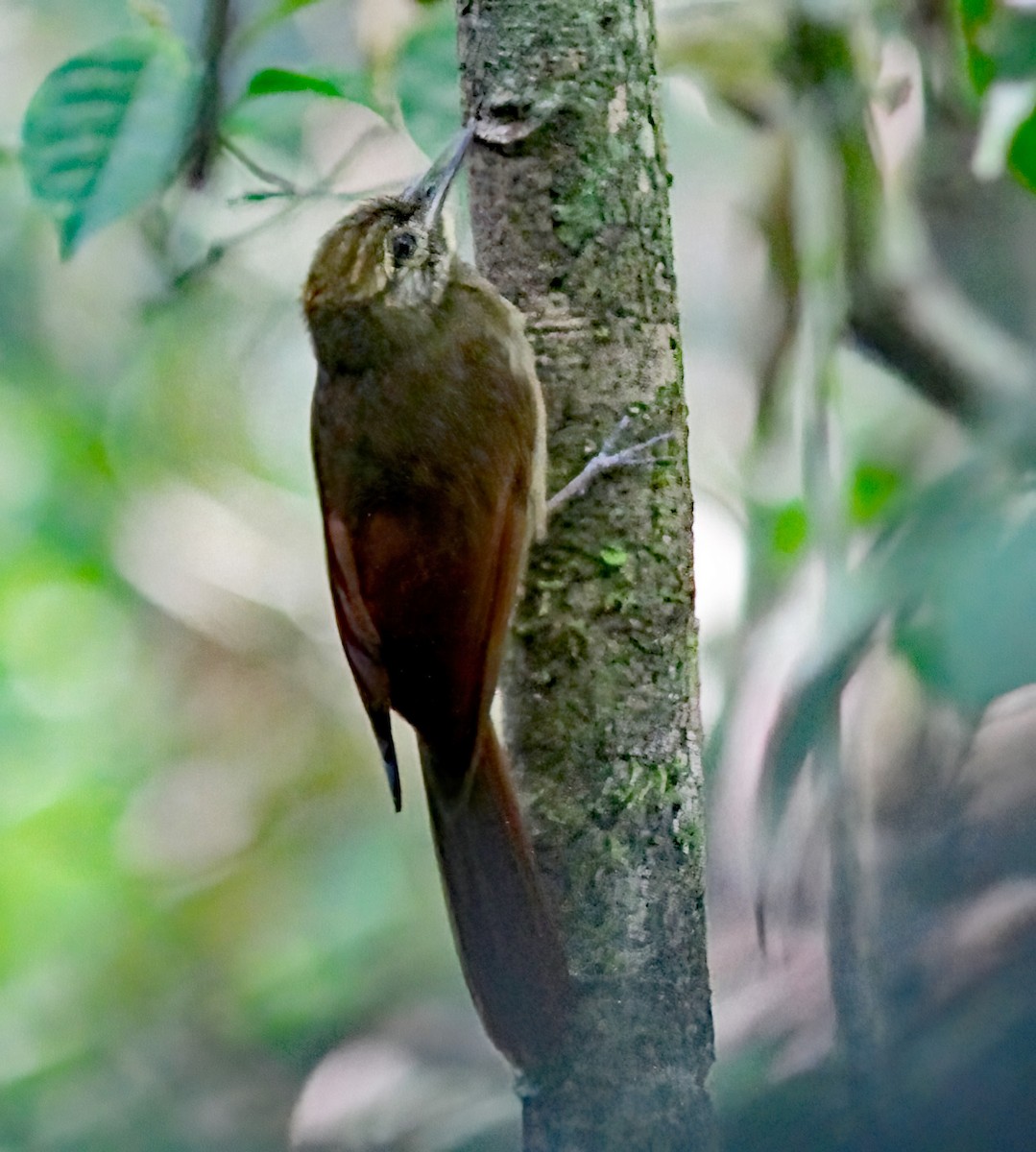White-chinned Woodcreeper - Dave Curtis