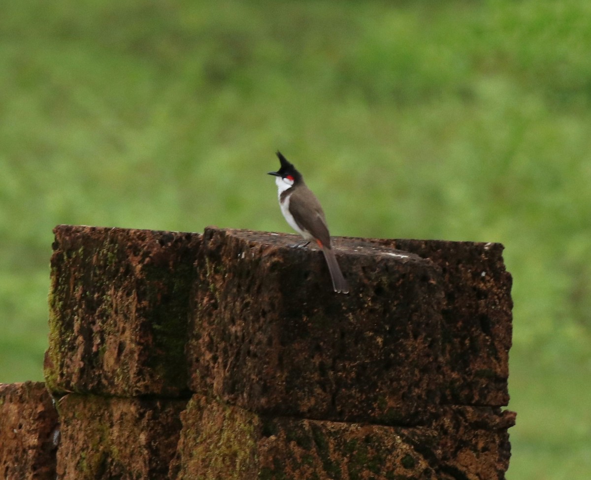 bulbul červenouchý - ML611085231