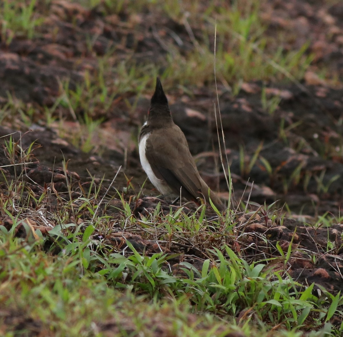 Red-whiskered Bulbul - ML611085232