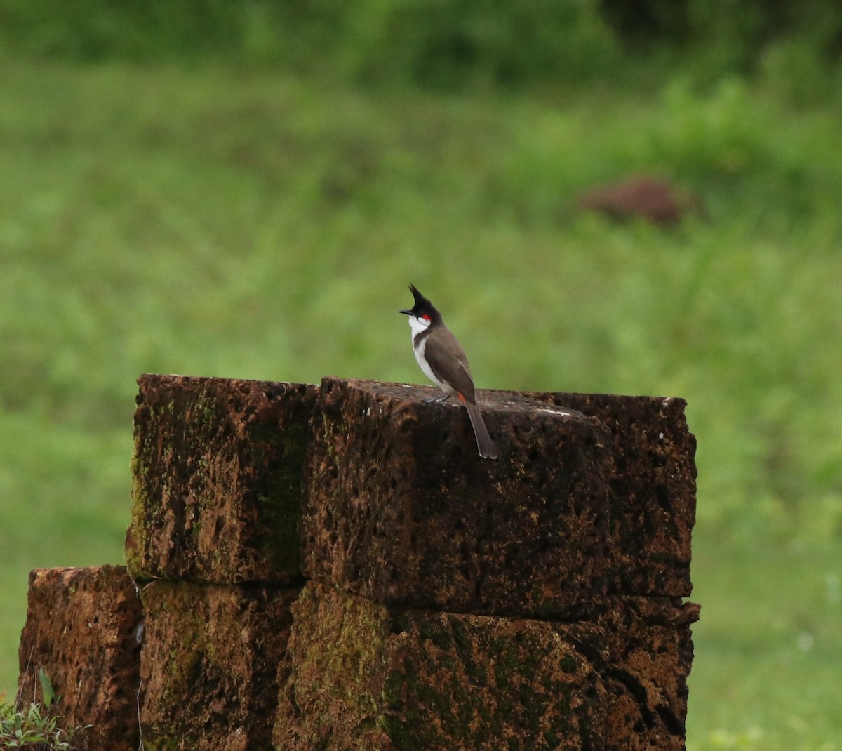 bulbul červenouchý - ML611085233