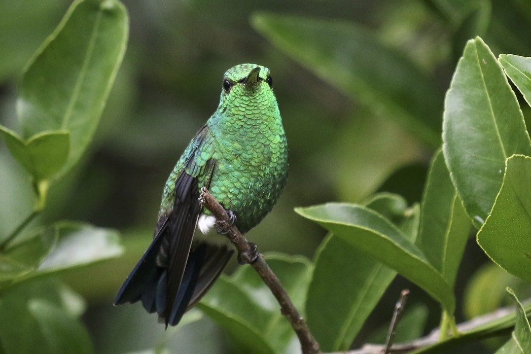 Steely-vented Hummingbird - ML611085290