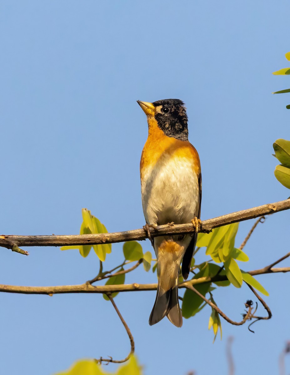 Brambling - ML611085291