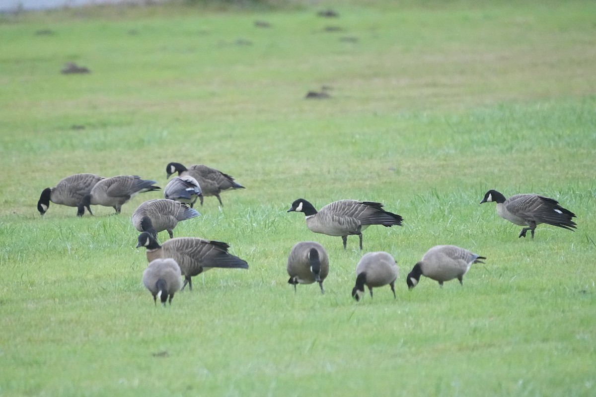 Cackling Goose (Aleutian) - Christian Hagenlocher