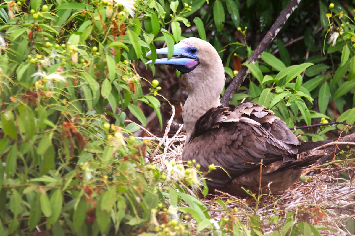 Red-footed Booby - ML611085352