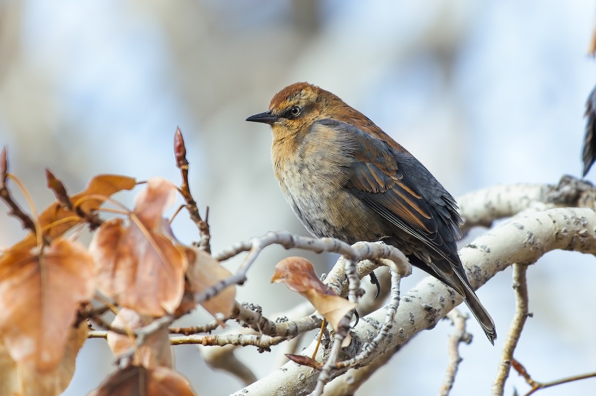 Rusty Blackbird - ML611085417