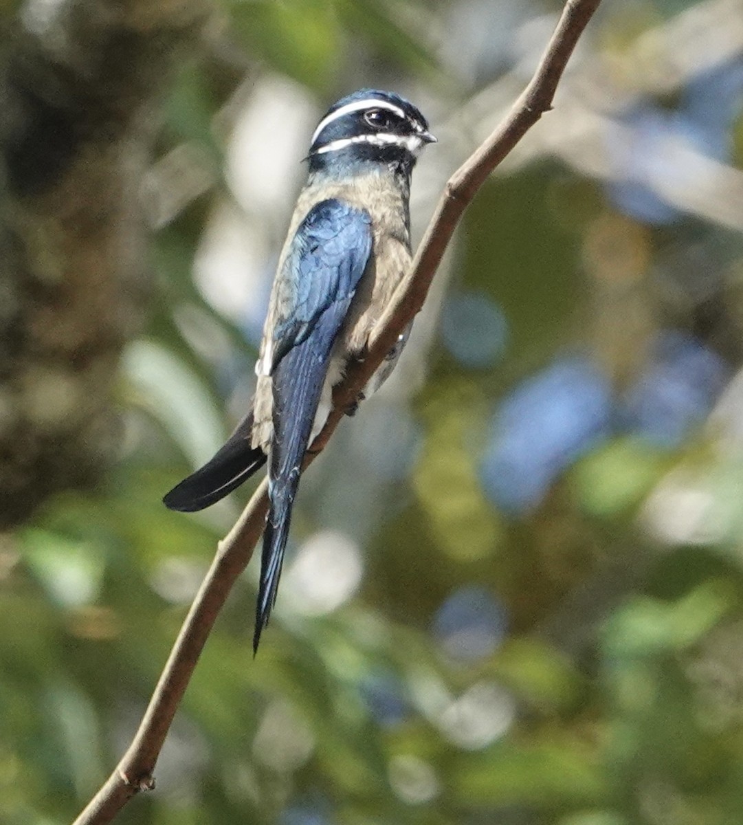 Whiskered Treeswift - ML611085478