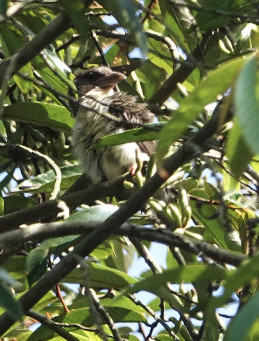 Sooty Barbet - ML611085486