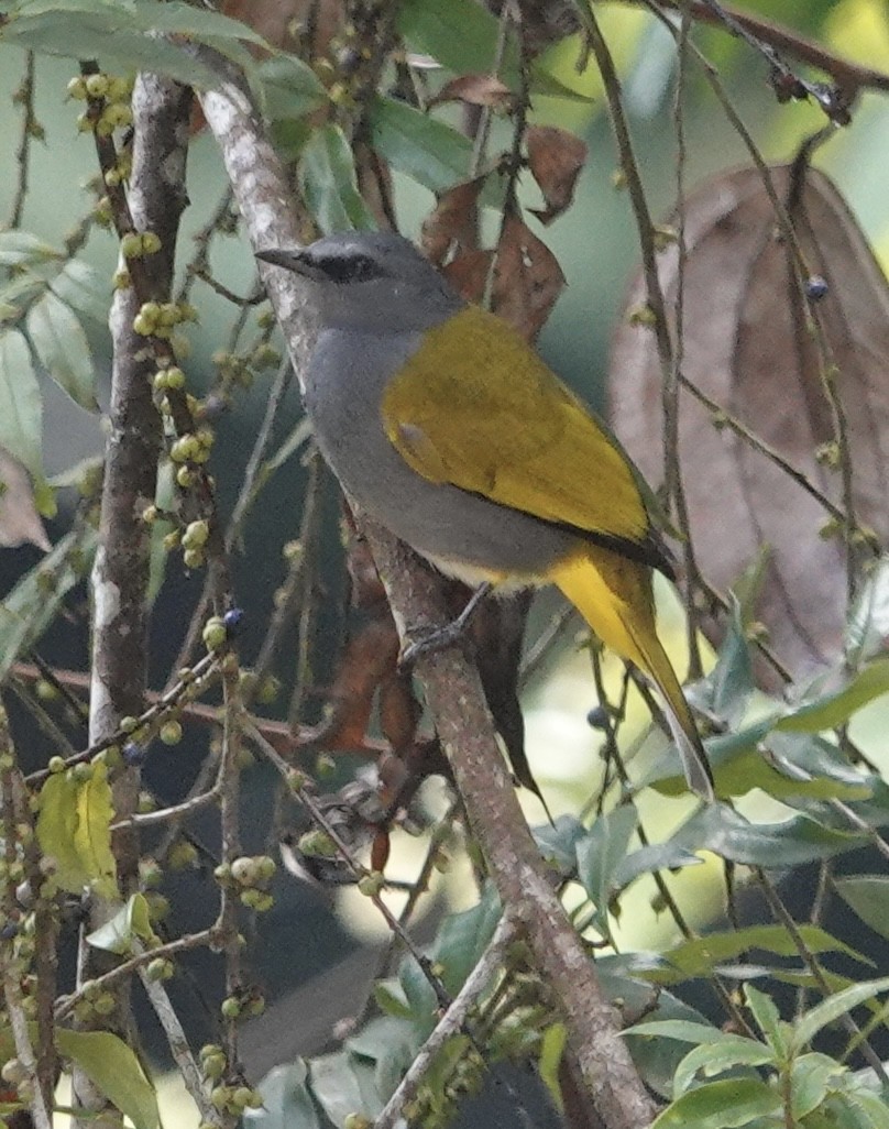 Gray-bellied Bulbul - Rainer Ruess