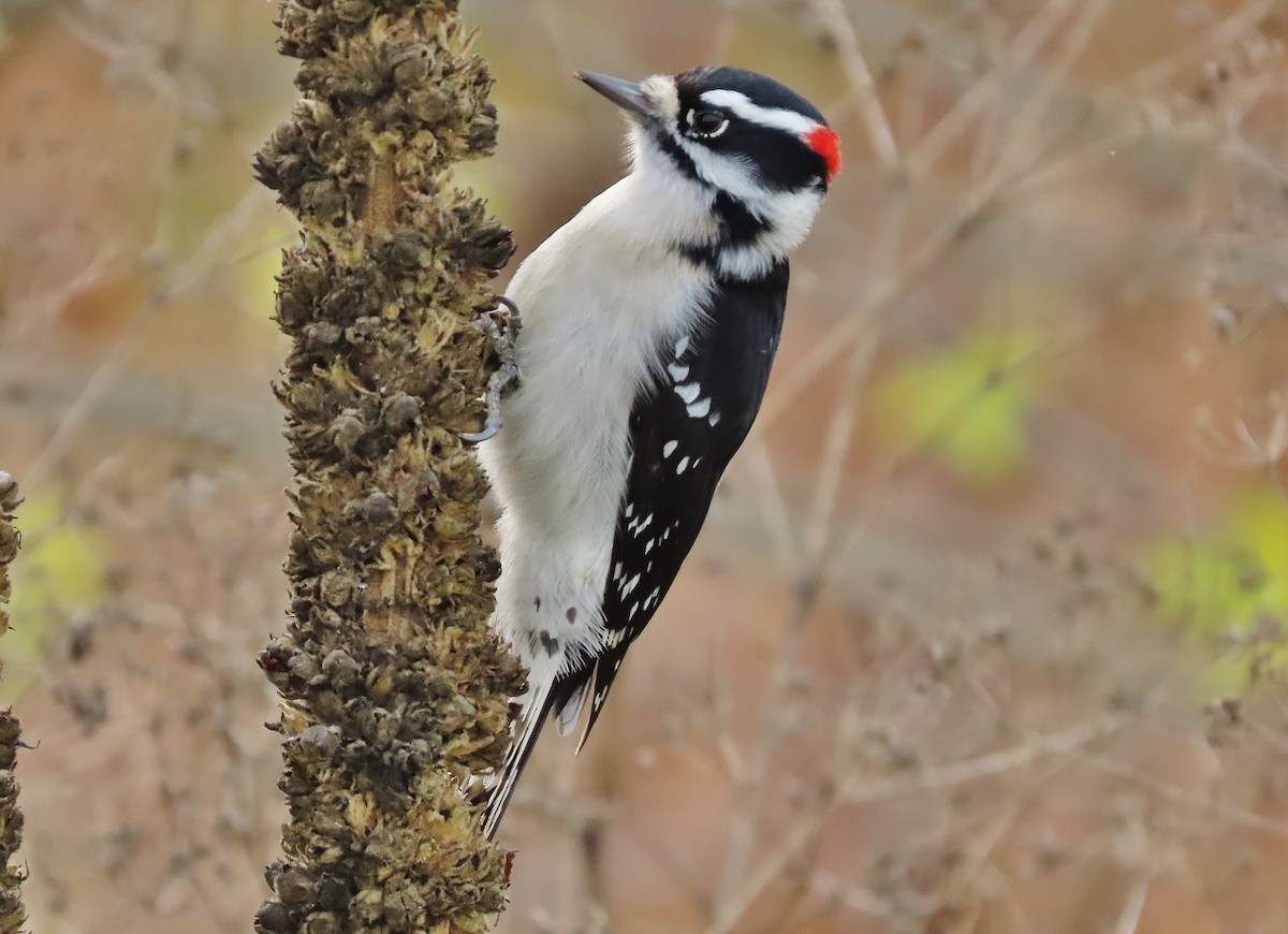Downy Woodpecker - ML611085514
