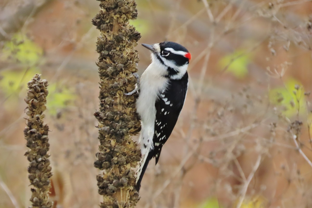 Downy Woodpecker - ML611085515
