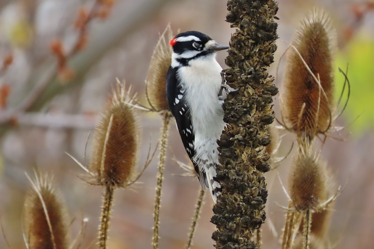 Downy Woodpecker - ML611085517