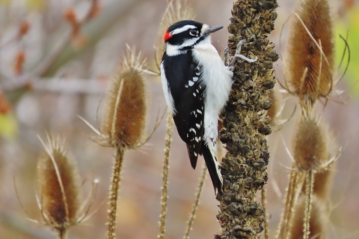 Downy Woodpecker - ML611085518