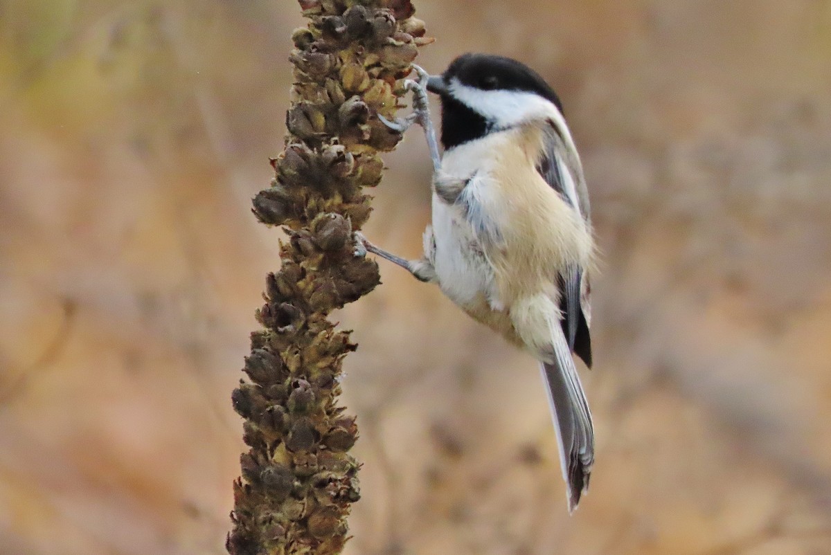 Black-capped Chickadee - ML611085534