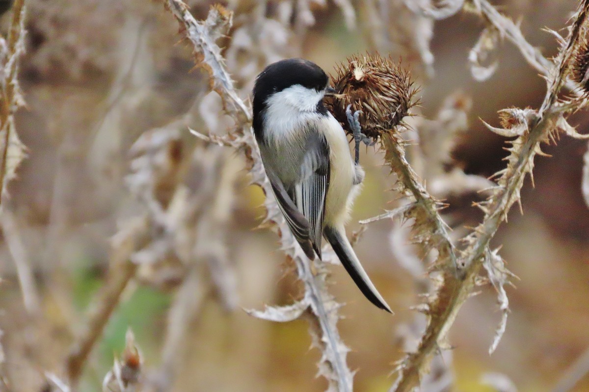 Black-capped Chickadee - ML611085535