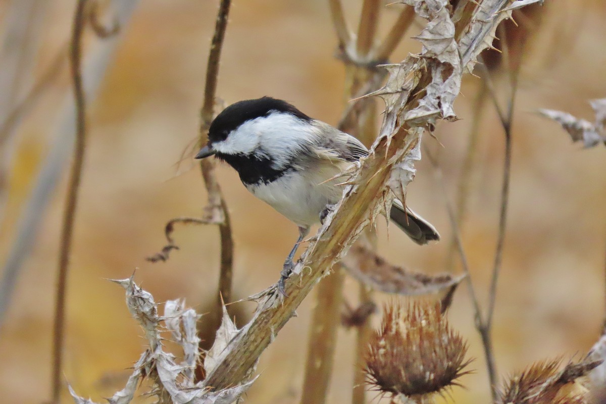 Black-capped Chickadee - ML611085536
