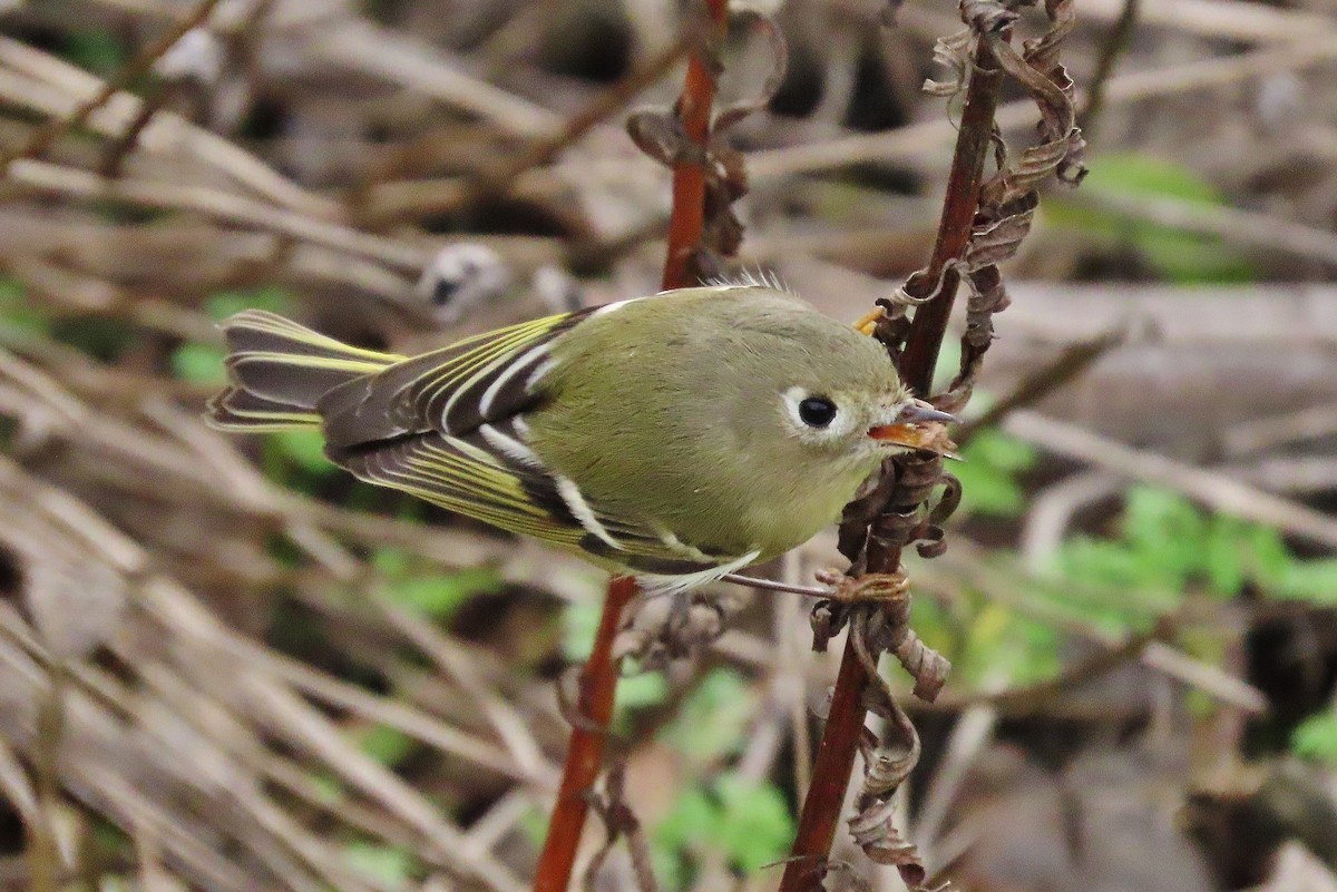 Ruby-crowned Kinglet - ML611085542