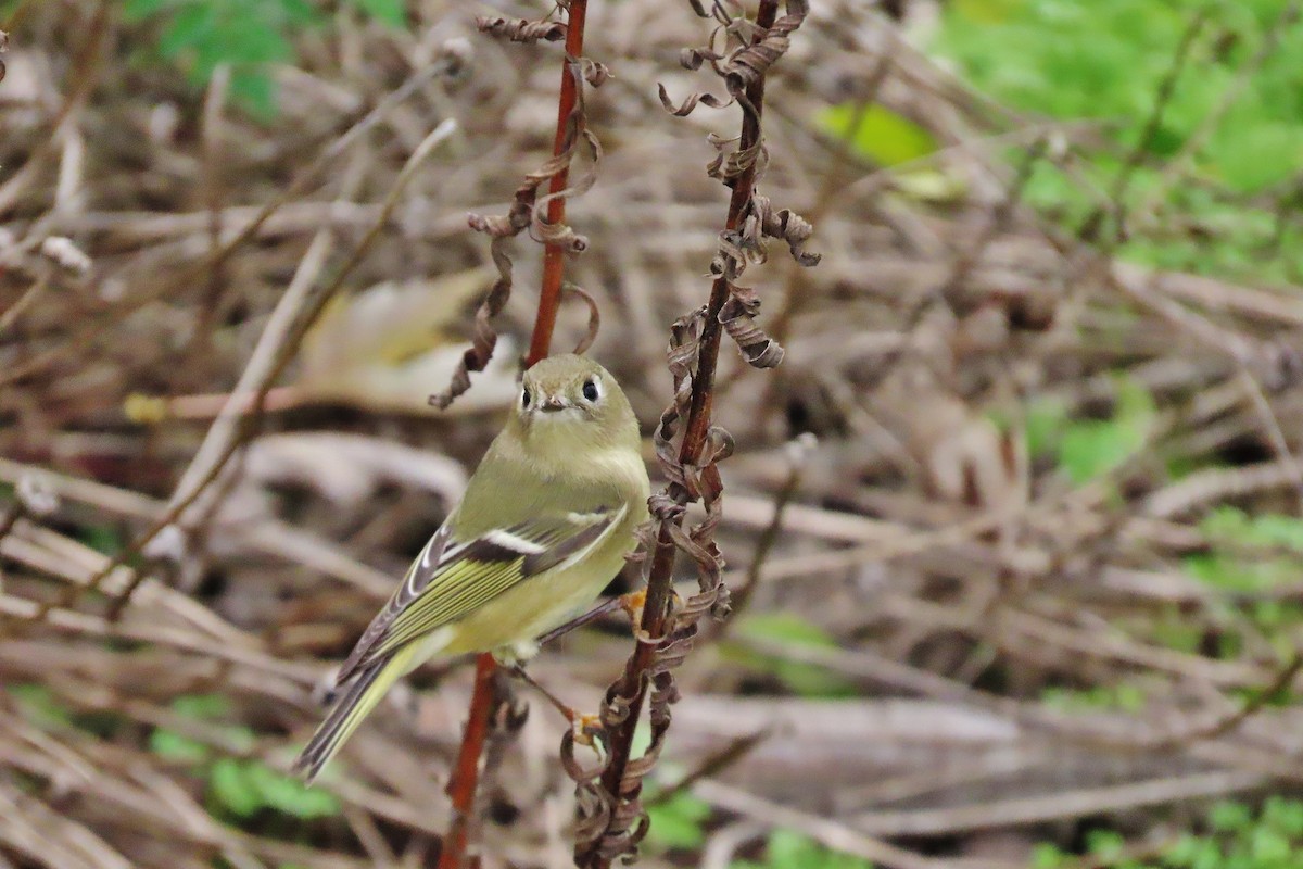 Ruby-crowned Kinglet - ML611085545
