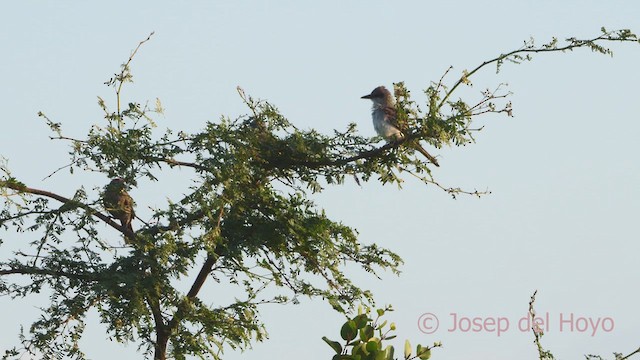 Gray Kingbird - ML611085569