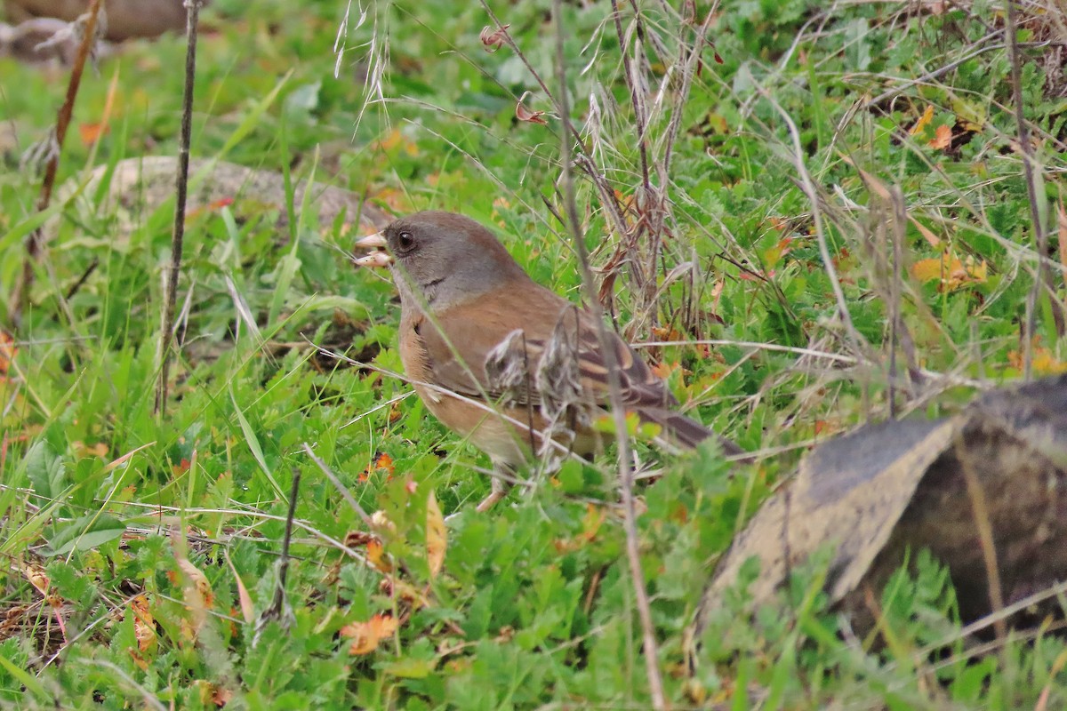 Dark-eyed Junco - ML611085619