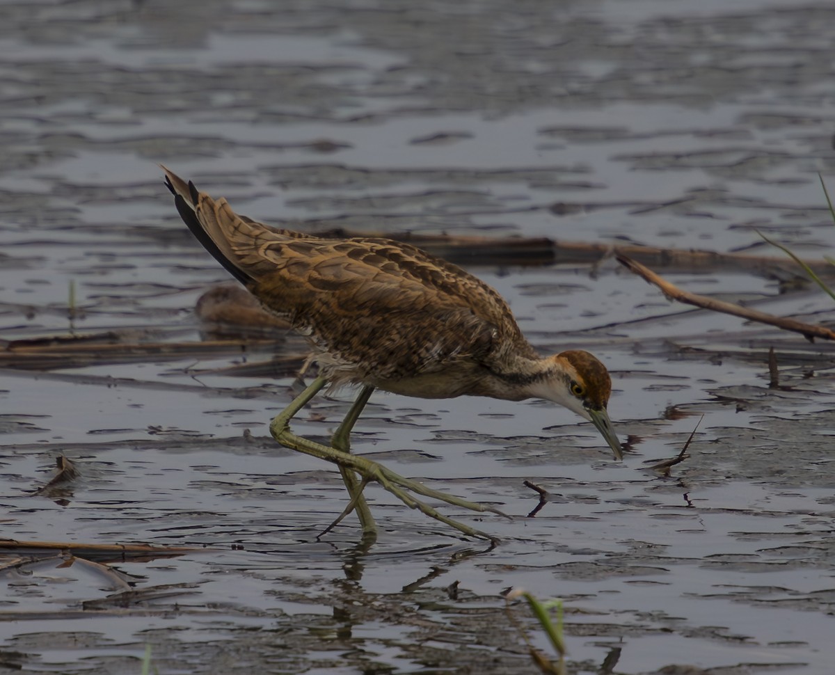 Pheasant-tailed Jacana - ML611085660