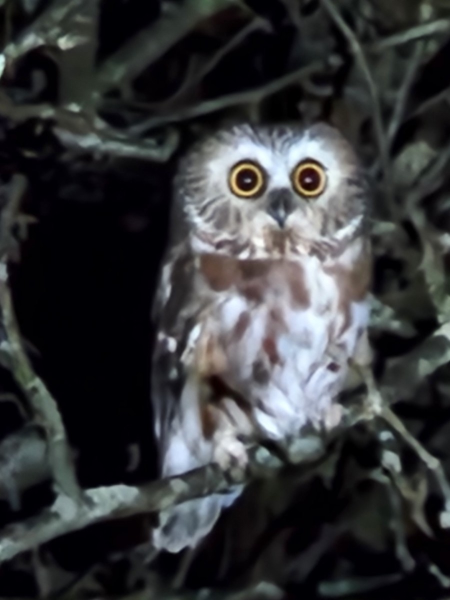 Northern Saw-whet Owl - ML611085668