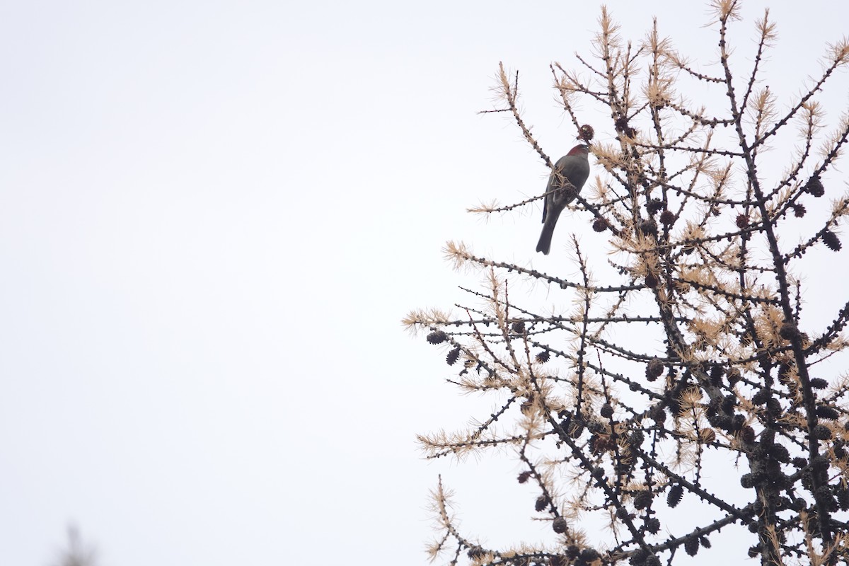 Pine Grosbeak - ML611085701