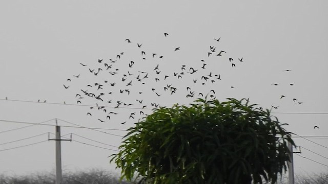 Rosy Starling - ML611085704