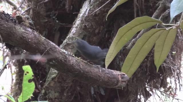 Trillertapaculo - ML611085710