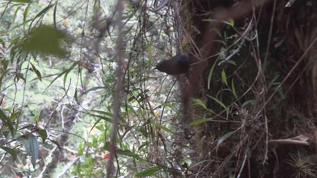 Trilling Tapaculo - ML611085712