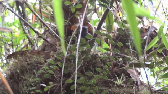 Trilling Tapaculo - ML611085713