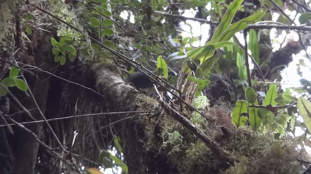 Trilling Tapaculo - ML611085714