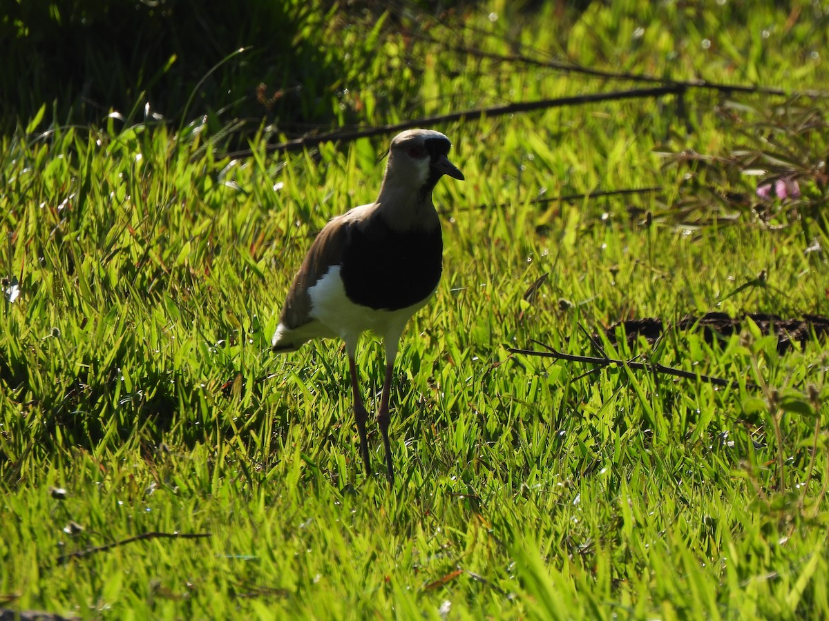 Southern Lapwing - ML611085729