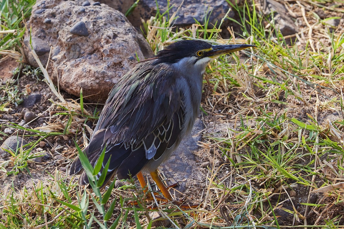 Striated Heron - ML611085747