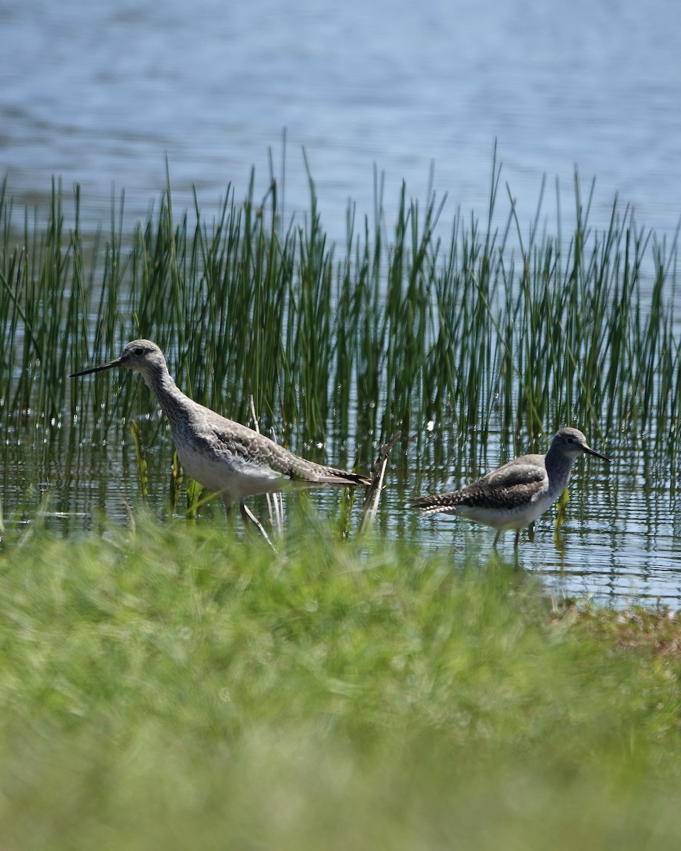 Greater Yellowlegs - ML611085777