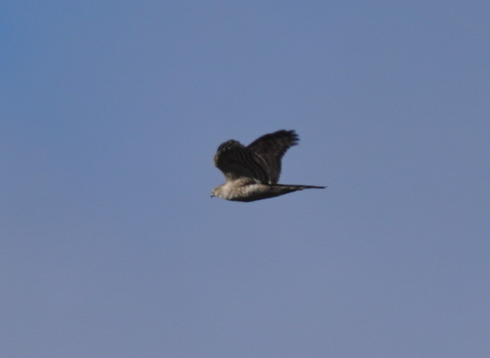 Sharp-shinned Hawk - ML611085791