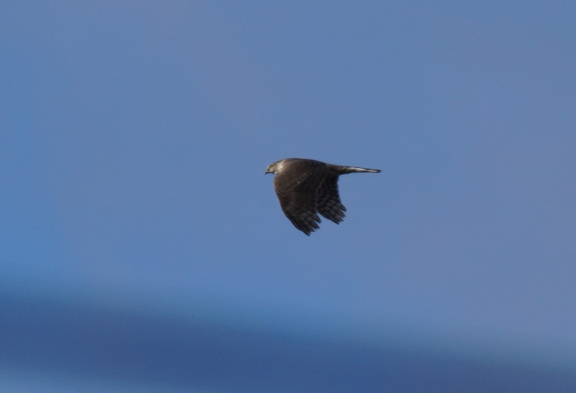 Sharp-shinned Hawk - ML611085792